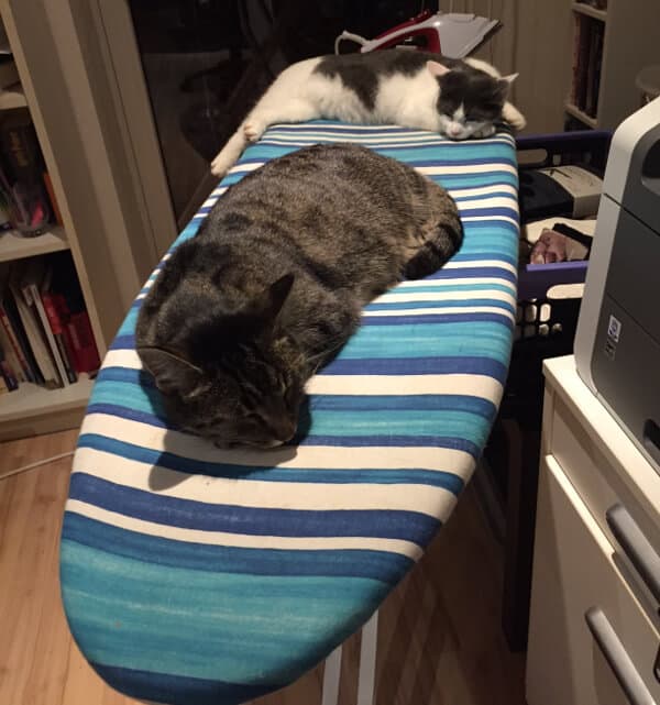 katzen haben es gemuetlich auf dem buegelbrettbezug